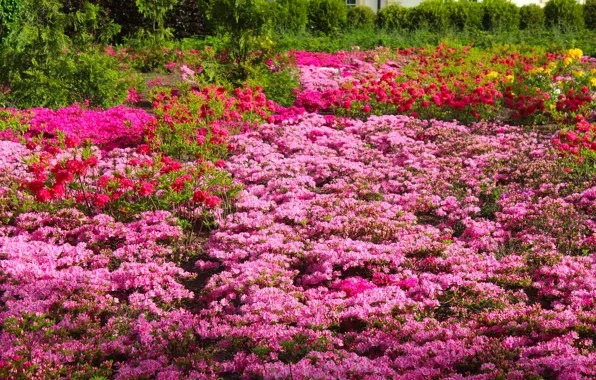 Flower, garden, blooming