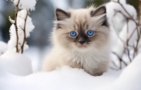 Winter, cat, look, light, snow, branches, nature, pose