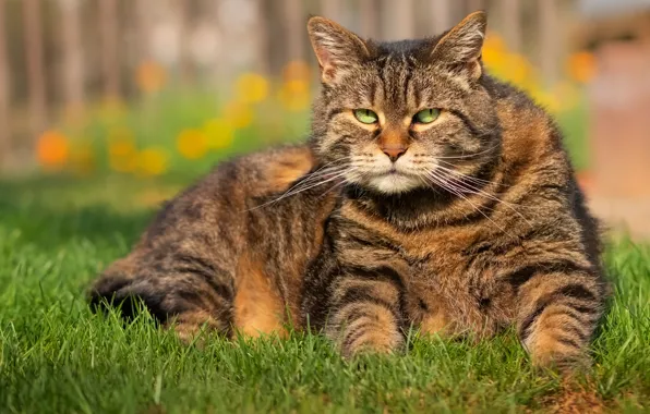 Grass, cat, grey, lies, striped, thick