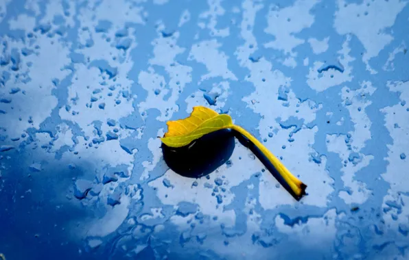 Water, leaf, car hood, because beanie