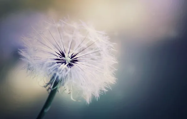 Macro, background, dandelion, widescreen, Wallpaper, blur, wallpaper, widescreen