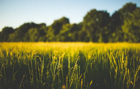 Color, Field, Plant, Green, Plants, Green, Color, Flora