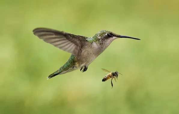 Picture bee, bird, Hummingbird, insect, in flight