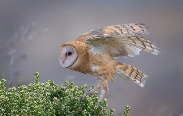 Greens, pose, owl, bird, wings, light background, the barn owl
