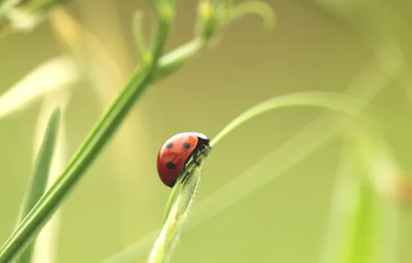 Ladybug, plants, grass