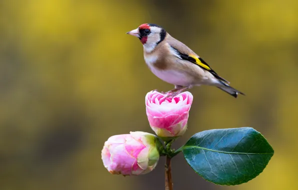 Flowers, background, bird, bird, goldfinch, Camellia