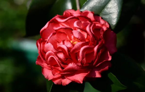 Flower, leaves, macro, the dark background, petals, red, lush, Camellia