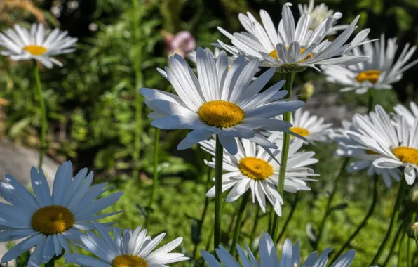 Greens, summer, light, flowers, glade, chamomile, white, leucanthemum