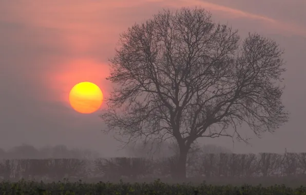 Picture the sun, tree, dawn, morning
