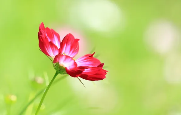 Picture flower, nature, Cosmos