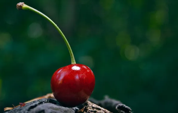 Macro, cherry, green, photo, background, Wallpaper, fruit, cherry