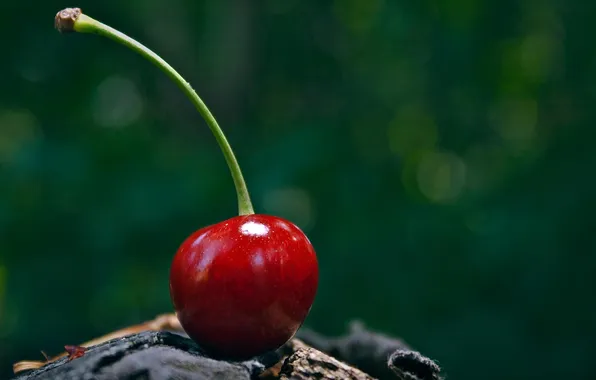 Picture macro, cherry, green, photo, background, Wallpaper, fruit, cherry