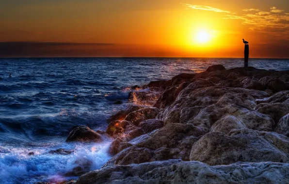 Picture sea, the sun, sunset, stones, bird, surf