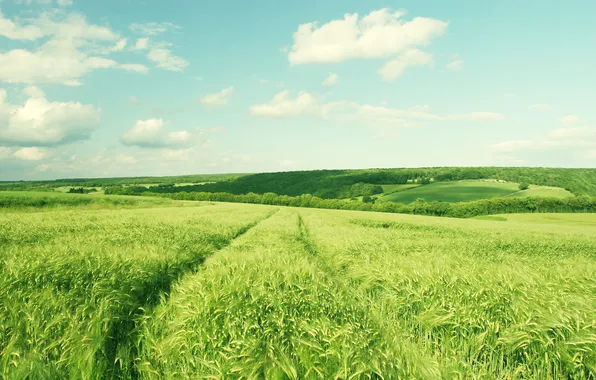 Greens, field, the sky, clouds, trees, landscape, nature, sky