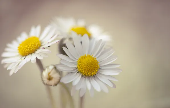Picture background, chamomile, petals, Bud