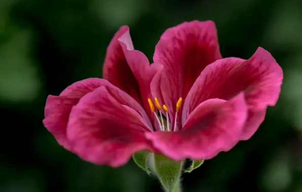 Flowers, nature, plant, petals