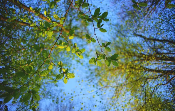 Picture the sky, leaves, trees