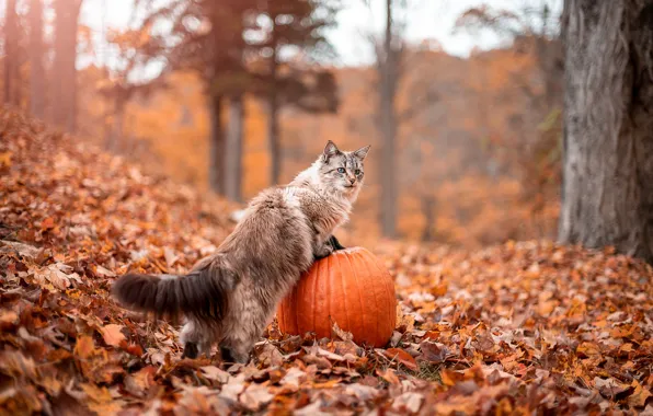 Picture autumn, cat, cat, Park, foliage, pumpkin