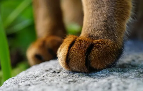 Cat, wool, foot, cat