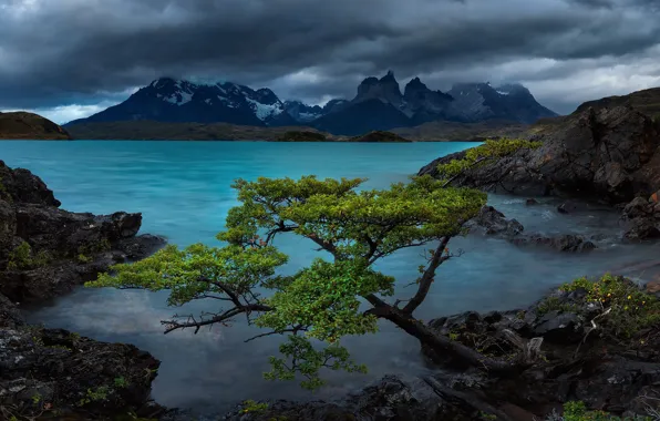 Mountains, lake, tree, rocks, Chile, Chile, Patagonia, Patagonia