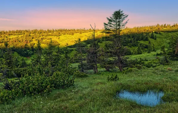 Greens, summer, nature, morning