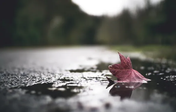 Picture autumn, leaves, puddle