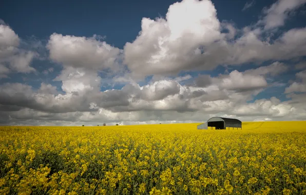 The sky, clouds, flowers, spring, dal, yellow, meadow, the barn