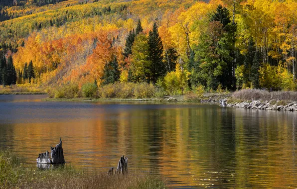 Autumn, forest, trees, lake, reflection, shore, view, stump