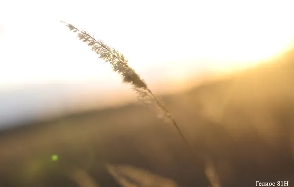 Wheat, field, nature, ear, barley, Ural, Helios 81, nikon d5000 Helios 81