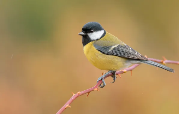 Picture bird, branch, yellow background, tit