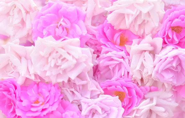 Picture flowers, roses, a lot