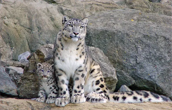Rock, IRBIS, snow leopard, kitty, sitting, mom, looks