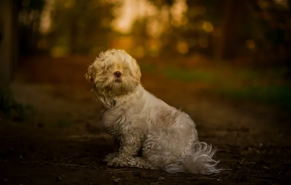 Nature, background, each, dog, wool