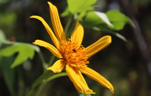 Picture flowers, nature, petals, insect