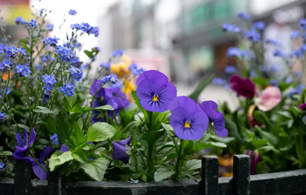Flowers, purple, Pansy, lilac, viola