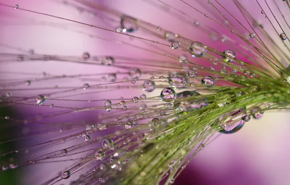 Water, drops, macro, nature, reflection, fantasy, plant, beauty