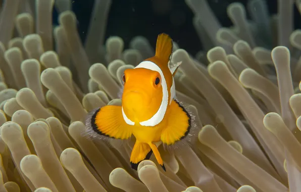 Fish, clownfish, sea anemone