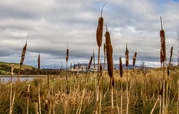 The sky, clouds, mountains, lake, reed, panorama