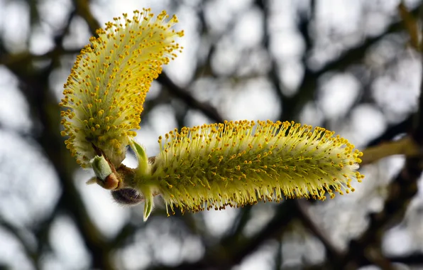 Nature, spring, kidney, earrings