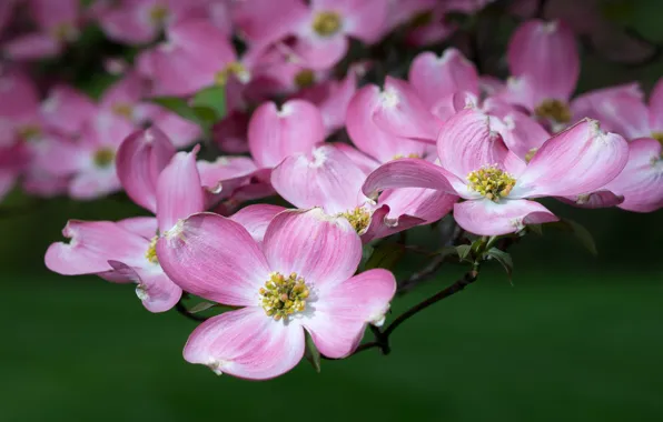 Macro, branch, flowering, dogwood