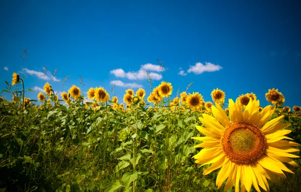 Field, sunflowers, nature, Nature, field, sunflowers