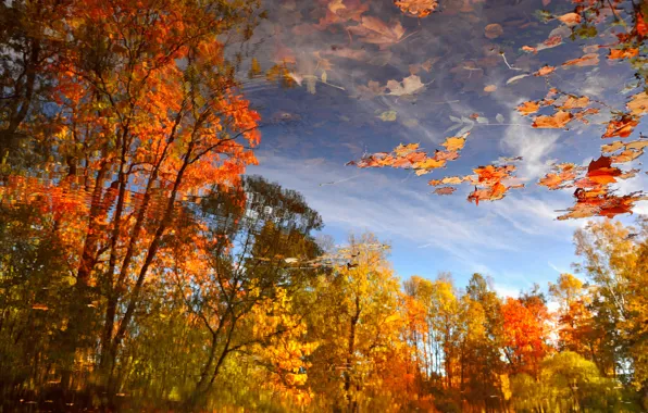 Picture autumn, leaves, water, trees, reflection