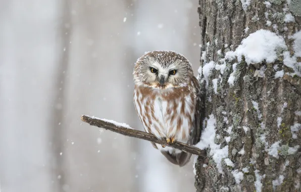 Picture winter, look, snow, trees, branches, owl, bird, snowfall