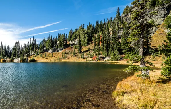 Trees, lake, stones, shore, USA, Rocky Mountain National Park, Sheep Lake