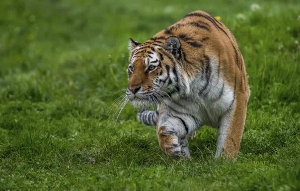 Picture tiger, predator, sneaks