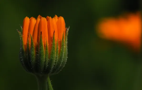 Flower, orange, Bud, calendula