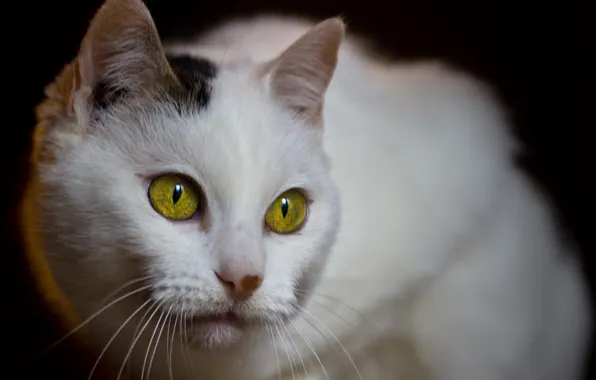 Cat, eyes, yellow, white, spotted