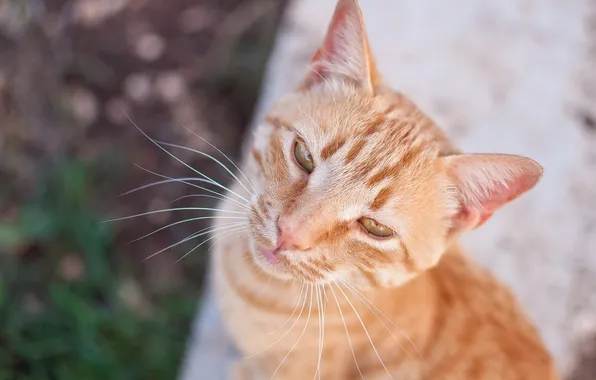 Cat, look, background