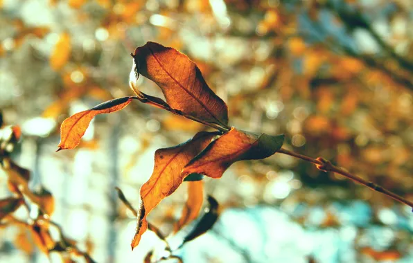 Autumn, leaves, nature, foliage, sheets, macro photo, autumn pictures