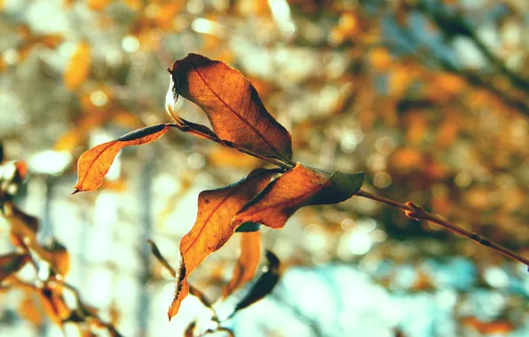 Picture autumn, leaves, nature, foliage, sheets, macro photo, autumn pictures